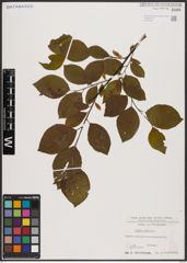 Foto von Salix caprea L.